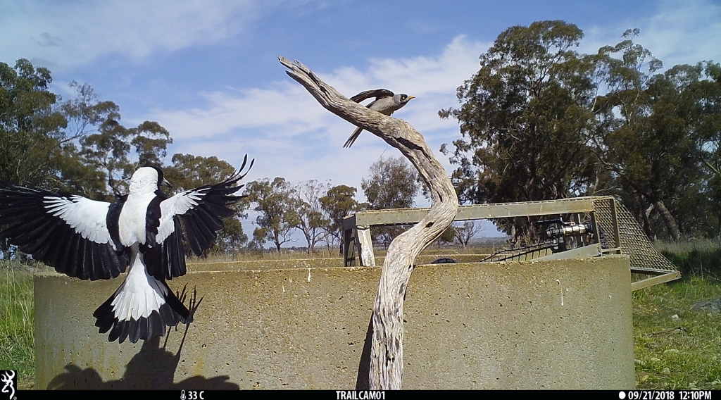 Magpie & Noisy Miner in Pinkerton Forest